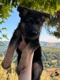 Cuccioli di pastore tedesco. femmine