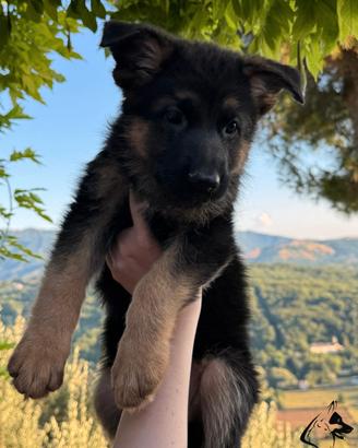 Cuccioli di pastore tedesco. femmine