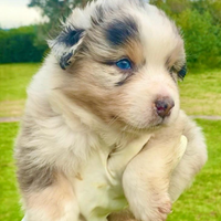 Pastore australiano australian shepherd BLU MERLE