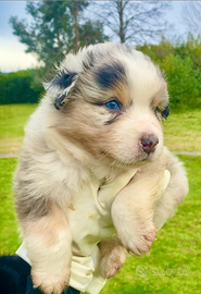 Pastore australiano australian shepherd BLU MERLE