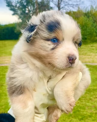 Pastore australiano australian shepherd BLU MERLE