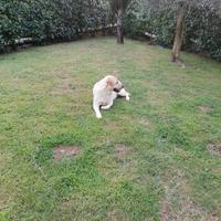 Labrador maschio per accoppiamento