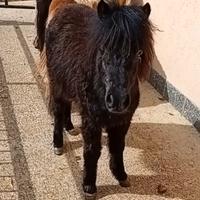 Pony femmina