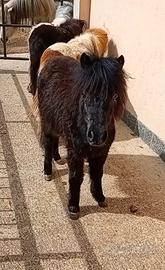 Pony femmina