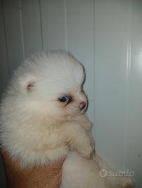 spitz pomerania