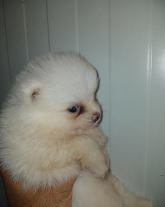 spitz pomerania