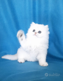 Cucciolo British longhair con pedigree