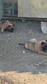 Pastori belga malinois
