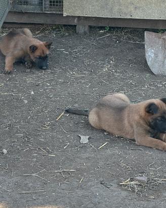 Pastori belga malinois
