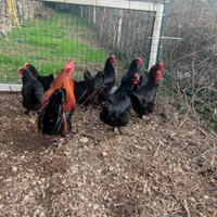 Galline Marans