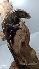 C.ciliatus axanthic visual