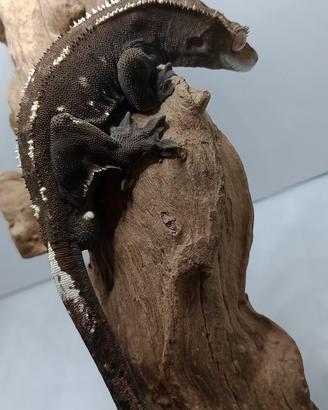C.ciliatus axanthic visual