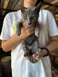 Gatto femmina