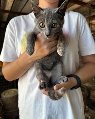 Gatto femmina