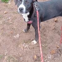 Max simil amstaff