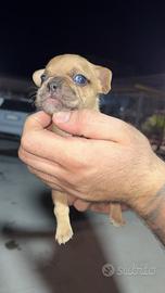 Maschio bulldog francese blue/fawn