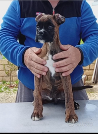 Cucciola boxer