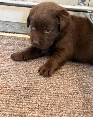 Cucciole Labrador
