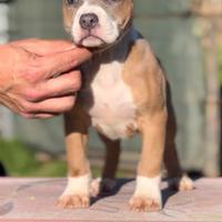 American Pitbull terrier