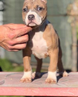 American Pitbull terrier