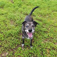 Teo: ipovedente dolcissimo taglia contenuta