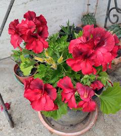pianta di pelargonio 
