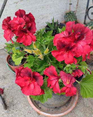 pianta di pelargonio 