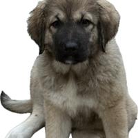 Cucciola Pastore Del Caucaso