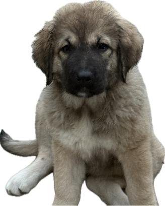 Cucciola Pastore Del Caucaso