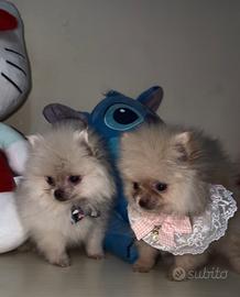 Spitz pomerania