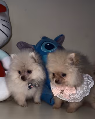 Spitz pomerania