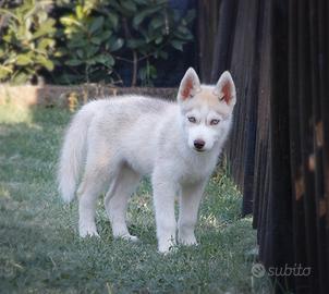 siberian husky pedigree enci 