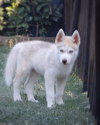 siberian husky pedigree enci 