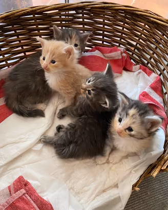 Cuccioli di gatto Norvegese delle foreste
