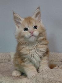 Cuccioli maine coon