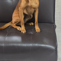 Cane di razza mista Pinscher