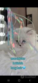 gattino persiano Brithish occhi azzurri