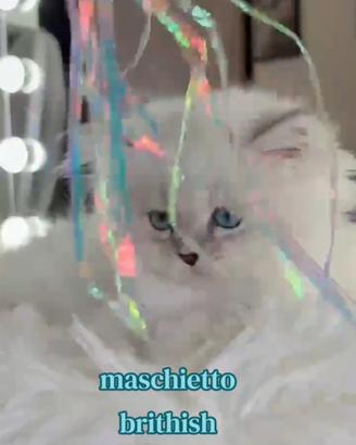 gattino persiano Brithish occhi azzurri