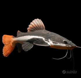 Pesce gatto coda rossa