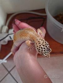 Geco leopardino