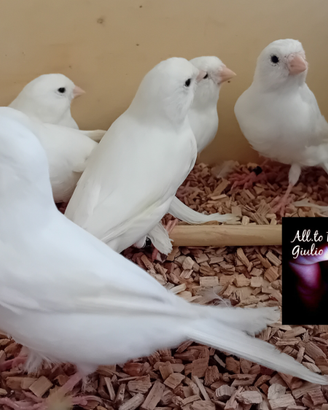 Disponibili canarini