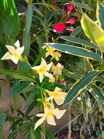 Piante oleandro in vaso 