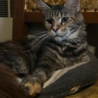 Maine Coon