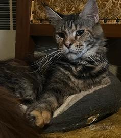 Maine Coon