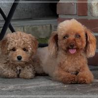 Barboncino toy albicocca