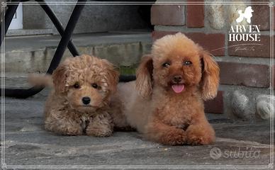 Barboncino toy albicocca