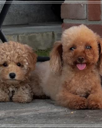 Barboncino toy albicocca