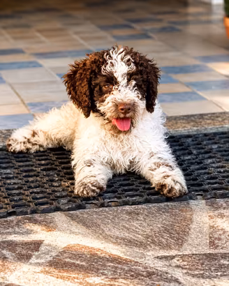Lagotto Romagnolo
