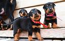 cuccioli-beauceron-nero-focati