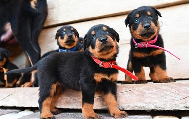 Cuccioli BEAUCERON nero focati